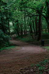Obraz premium Path in the woods