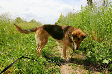 Dog in the village outdoors in sunny weather