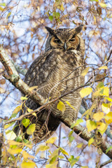 Great horned owl