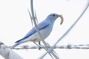 Mountain bluebird bird