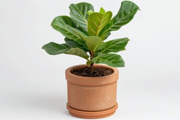 Decorative ceramic plant pot with small houseplant on a plain white backdrop -  home decor - indoor gardening