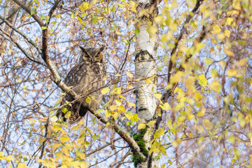 Great horned owl