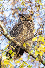 Great horned owl
