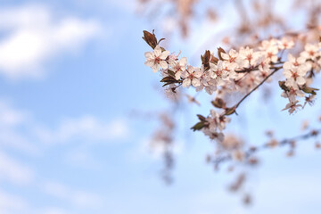Blooming apricot branches against the sky