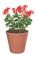 Red Geranium flowers in terracotta pot. Image 3 of a collection of realistic 3D PNG illustrations.
