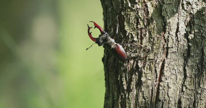 Giant European stag beetle (Lucanus cervus) with massive mandibles crawling on a tree trunk on a warm spring day