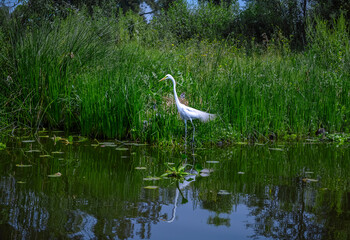 White Heron Amid Lush Greenery Along Xochimilco Canal: Serenity in Nature's Verdant Embrace