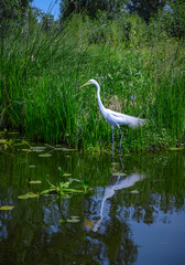 White Heron Amid Lush Greenery Along Xochimilco Canal: Serenity in Nature's Verdant Embrace