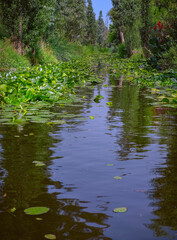 Xochimilco's picturesque canal. Lush greenery, calm waters, and a radiant sun make for an idyllic setting, perfect for a peaceful getaway