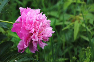 Peony profile