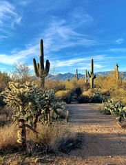 Landscape view with a big cactus in Saguaro national park in Arizona, USA