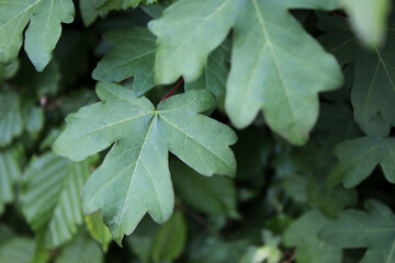Natural textured green leaves background