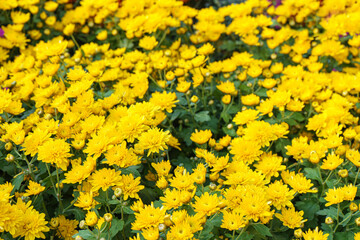 Fresh bright blooming yellow chrysanthemums bushes in autumn garden outside in sunny day. Flower background for greeting card, wallpaper, banner, header.