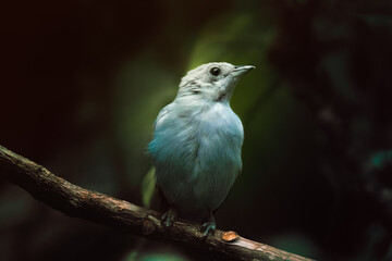 Small blue bird perched on a tree branch.