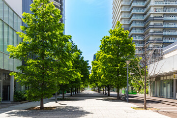 (神奈川県ｰ風景)みなとみらいオフィス街の街路樹２