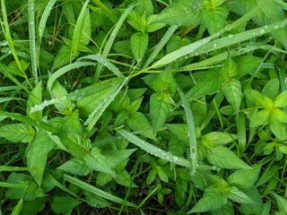 Dew drops on wild grass, photo taken in the morning