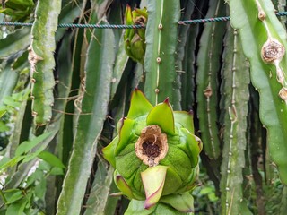 Photo of dragon fruit that is still green