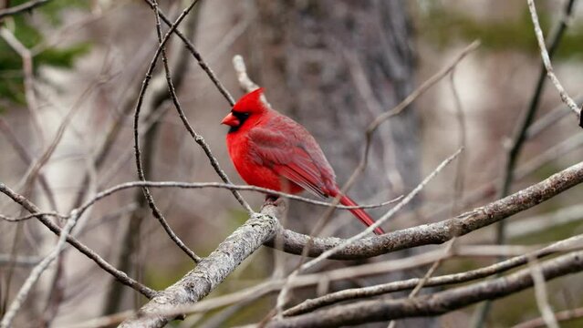 Red colored male cardinal bird on tree branch. Cardinal Bird Lands on a Branch in Slow Motion. Northern Cardinal 