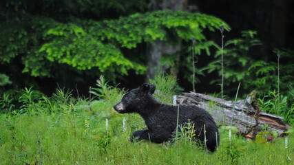 A Black Bear Cub (Ursus Americanus)