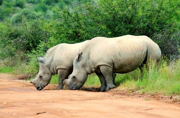 Obraz premium Rhino pair in the wild