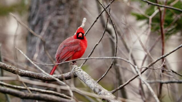Red colored male cardinal bird on tree branch. Cardinal Bird Lands on a Branch in Slow Motion. Northern Cardinal 
