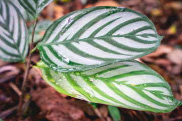 Tropical plants in the Botanic Garden in São Paulo, Brazil.