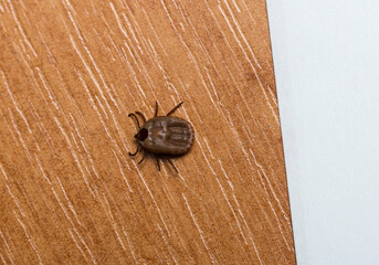 Ixodes ricinus, the castor bean tick, is a chiefly European species of hard-bodied tick. Female.