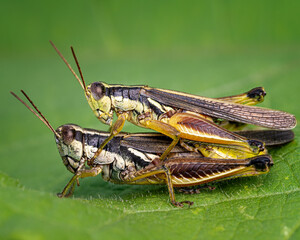 grasshopper on a leaf