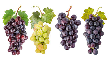 Obraz premium A set of grapes that have different colors. A set of grapes of different maturity levels on a transparent background.