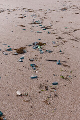 Jellyfish brought by the sea storm to the beach