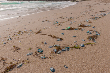 Jellyfish brought by the sea storm to the beach