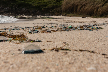 Jellyfish brought by the sea storm to the beach