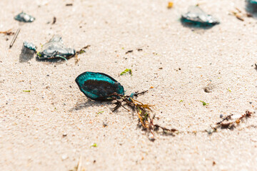 Jellyfish brought by the sea storm to the beach