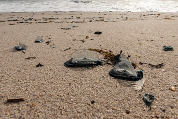 Jellyfish brought by the sea storm to the beach
