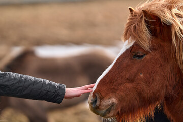 Woman's hand stroking head of brown Icelandic horse