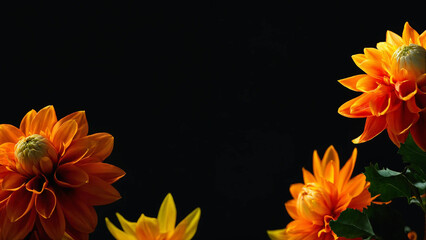 Colourful dahlia orange and yellow colour flowers and light designs black background high-quality studio photography artificial light 16:9 with copyspace