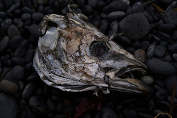 Dead fish head on the shore of Reynisfjara black beach in Iceland. illustrative content. biology