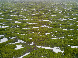 Field of green moss and snow on volcanic rock in iceland