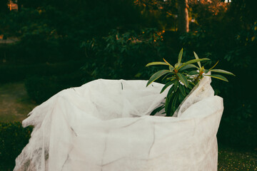 Preparing plants for winter. Small deciduous tree in white bag. Gardening, growing, transplanting trees. Irrigation of a green tree with water bag.