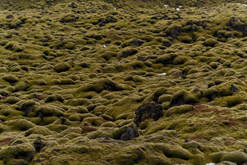 Green moss background on volcanic rock
