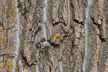 Bark of tree. Timber or lumber natural pattern, rough raw wooden texture of forest trunk.