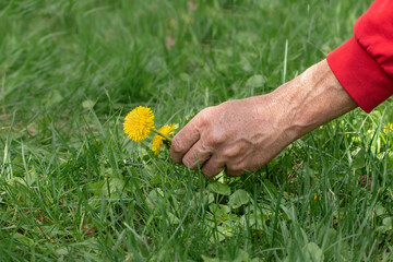 Yellow dandelion flowers.Man picking dandelion flower.Spring dandelion flowering.