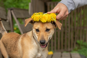 Dog with dandelions.Small funny dog with a wreath of dandelions on his head.Dog and flowers.