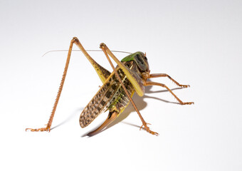 Wart-biter (Decticus verrucivorus) is a bush-cricket in the family Tettigoniidae.  Grasshopper close-up. A female insect on a white background.