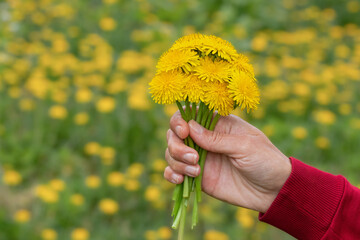 Bouquet of yellow dandelions.A girl holds a bouquet of dandelions in her hand.