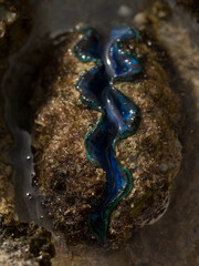 The maxima clam (Tridacna maxima), also known as the small giant clam, is a species of bivalve...