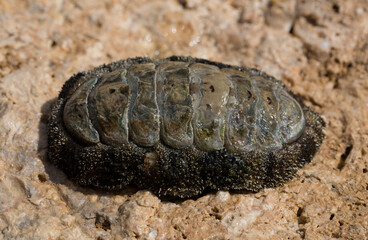 Acanthopleura haddoni, tropical species of chiton. The fauna of the Red Sea. A marine molluscs on a rock.
