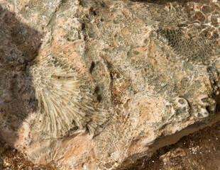 Fossil corals of the Red Sea. Ancient creatures, turned into stone. Reef corals.