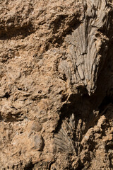 Fossil corals of the Red Sea. Ancient creatures, turned into stone. Reef corals.