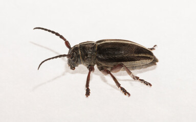 Dorcadion tauricum is a species of beetle in the family Cerambycidae.